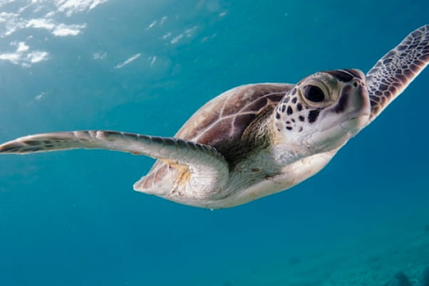 ウミガメと泳ぐ