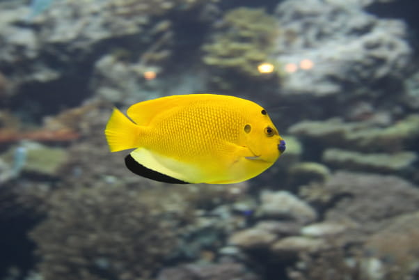 ライセンス取得の画像