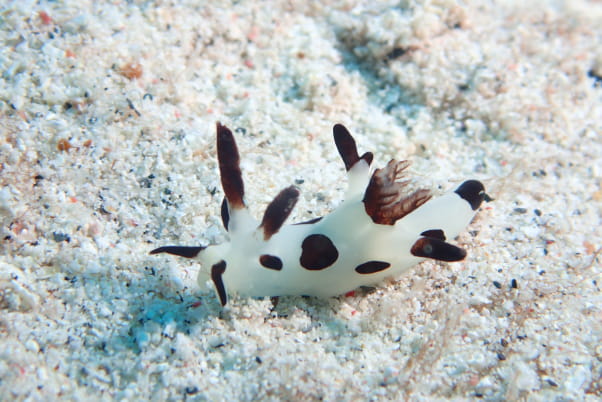 ウミガメと泳ぐ