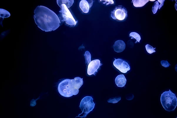 カクレクマノミ