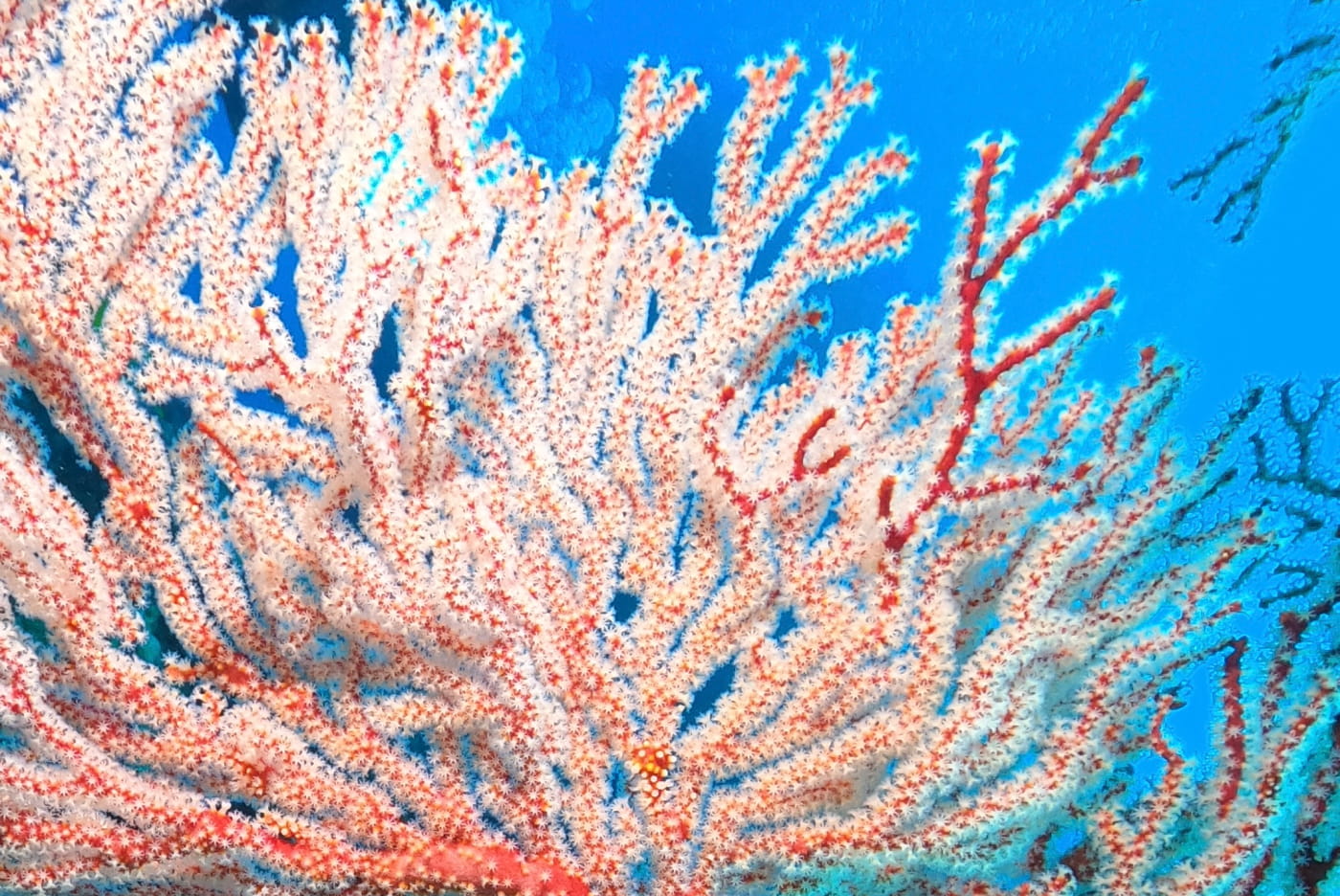 海の中 珊瑚