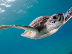 ウミガメと泳ぐ