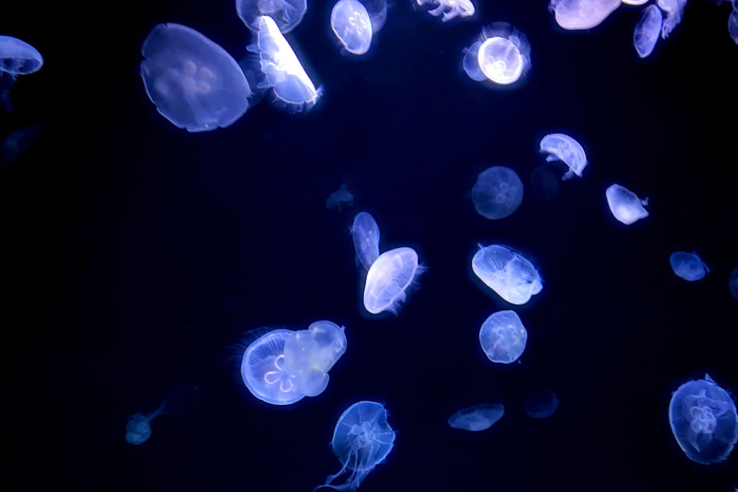 ナイトダイビングの画像