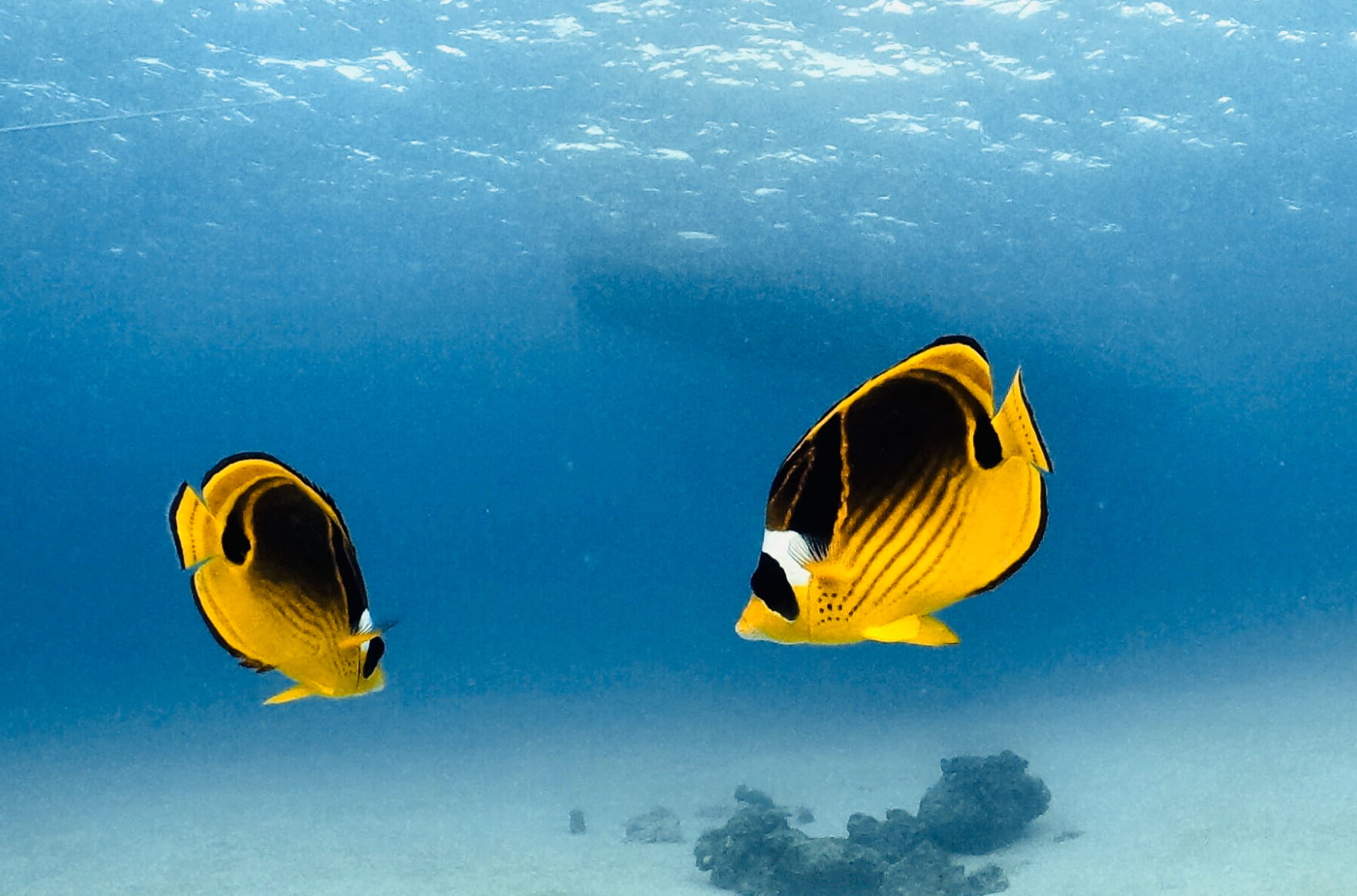 about セクションの背景画像 右