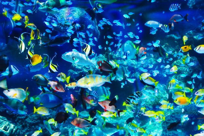 ライセンス取得の画像