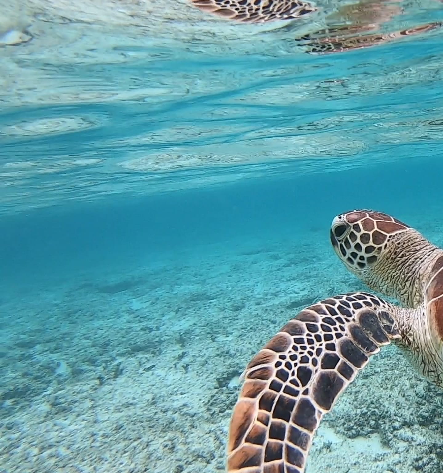 オープニング左側の画像