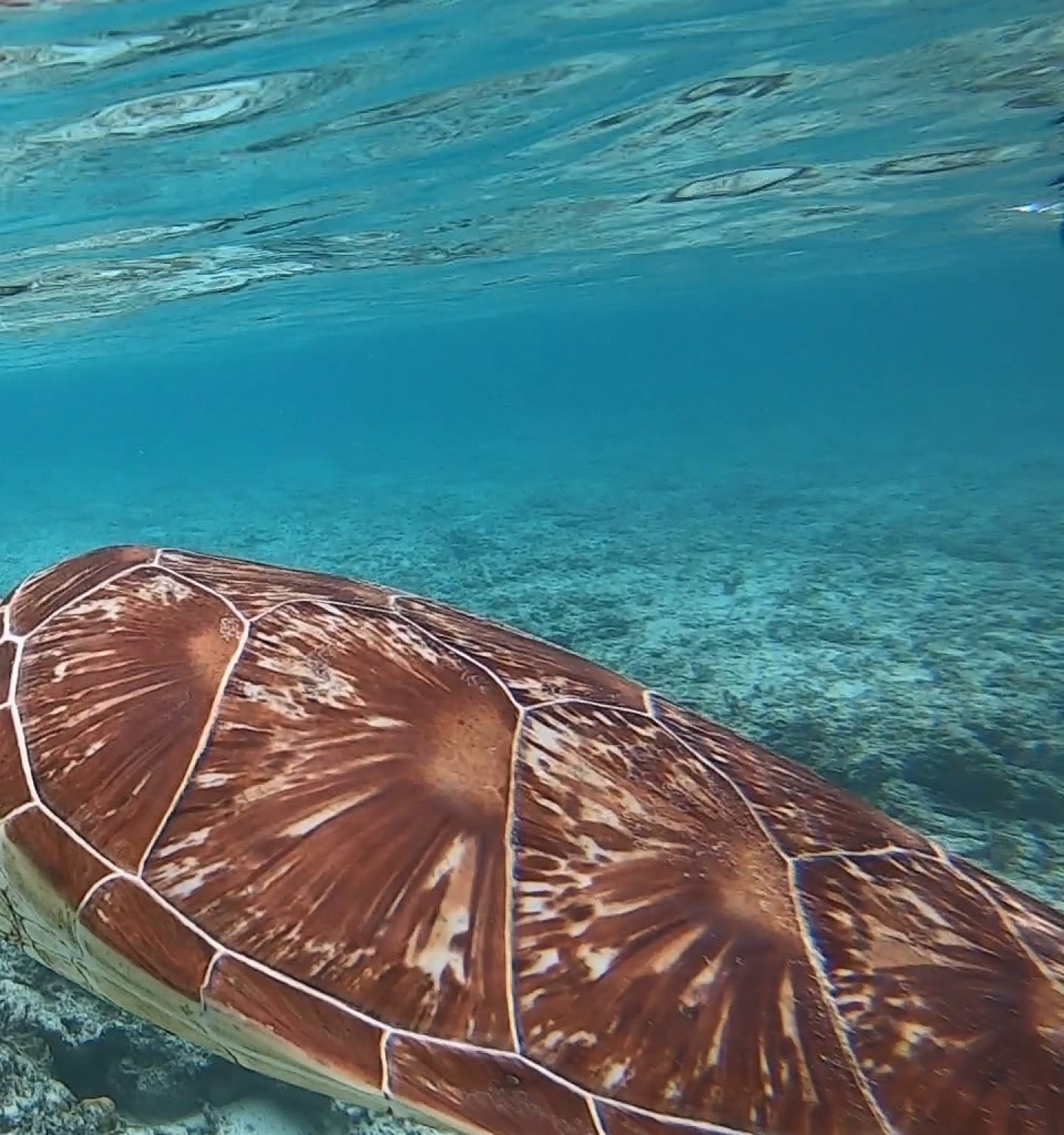 オープニング右側の画像