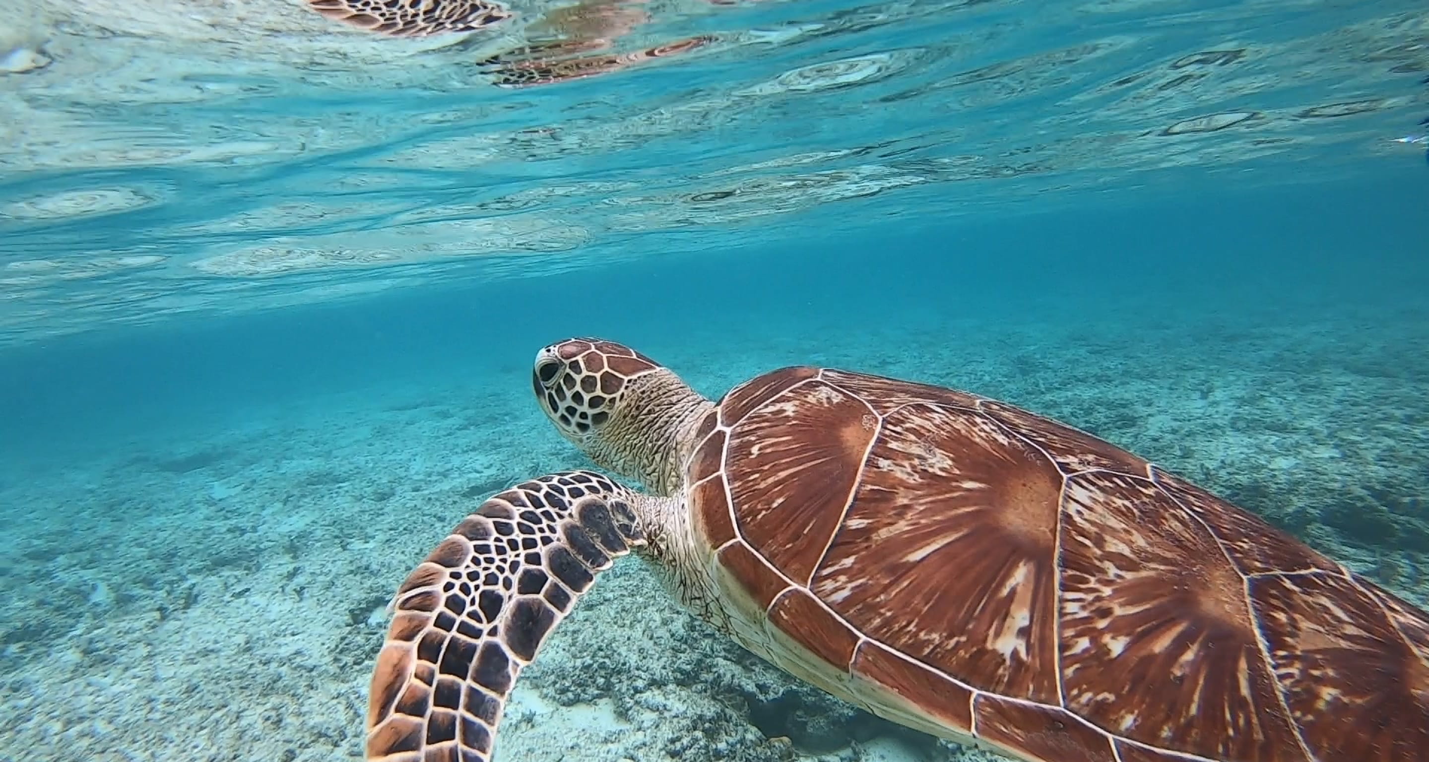 キービジュアル 泳ぐウミガメ