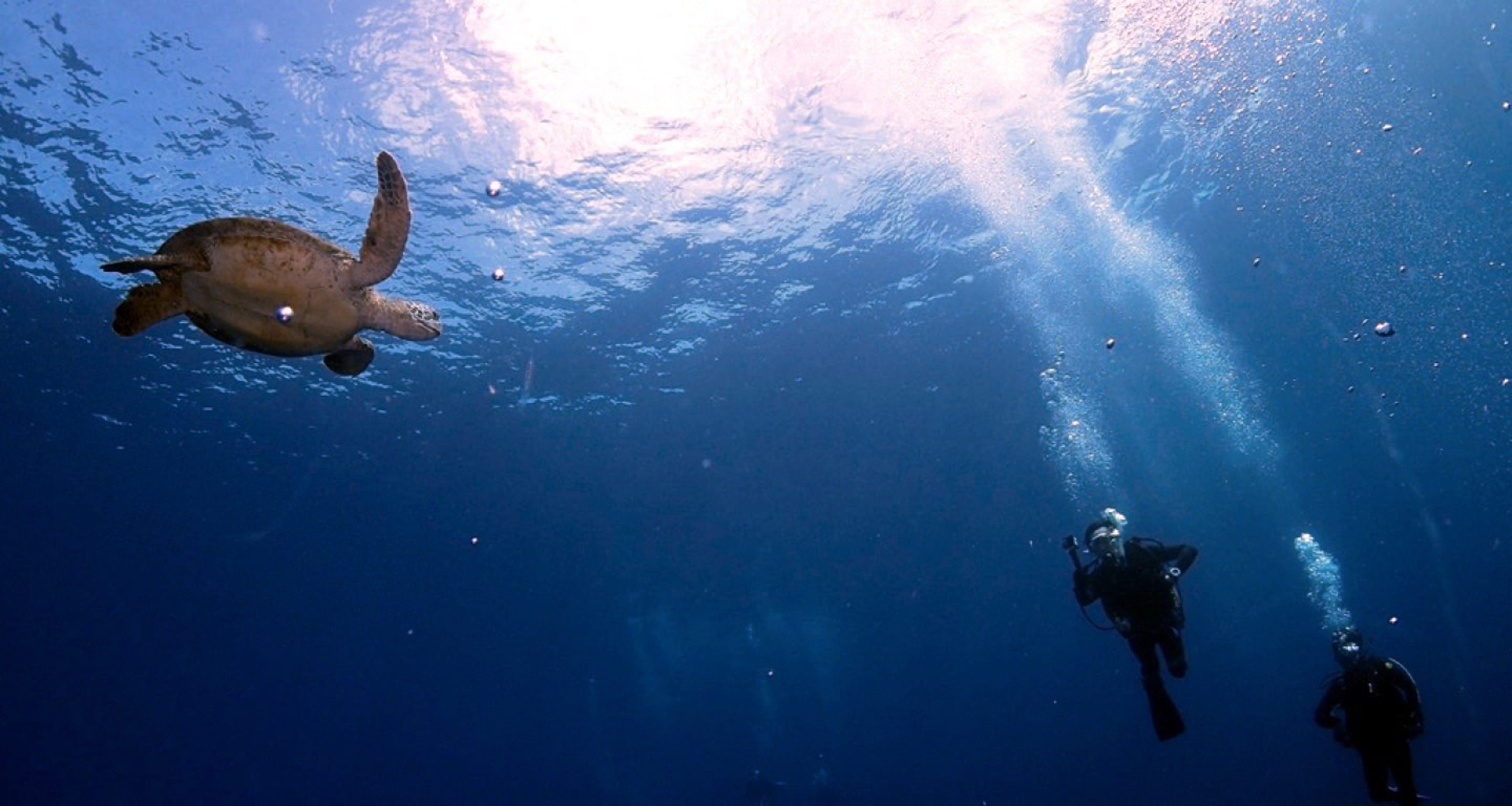 キービジュアル 海中 ウミガメとダイバー